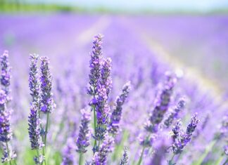 Czy opłaca się oprawiać lawenda?