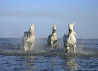 Co ile robi się koniom kopyta?