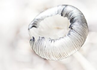 Jak się gra w kreski?