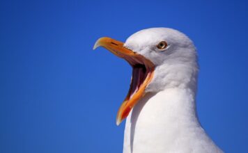 Dlaczego ktoś krzyczy?